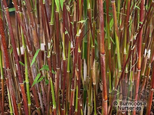 BAMBOO Fargesia jiuzhaigou 'Red Dragon'