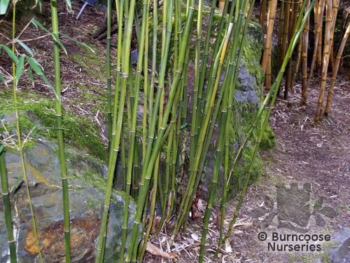 BAMBOO Fargesia robusta 