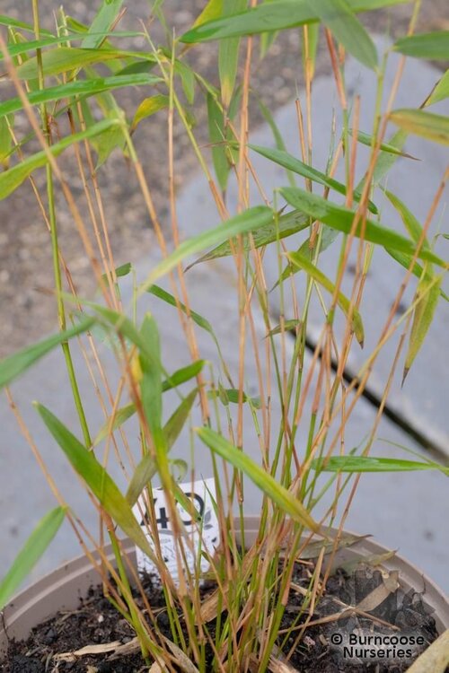 BAMBOO Fargesia robusta 'Asian Wonder'