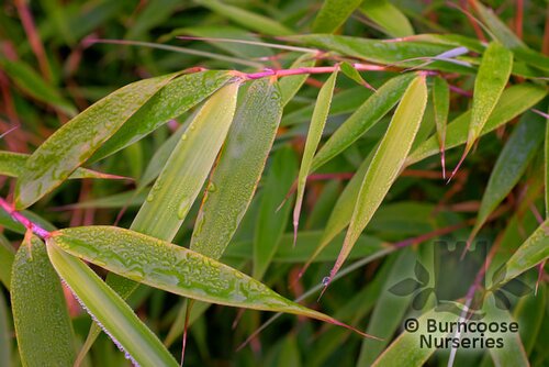BAMBOO Fargesia rufa 