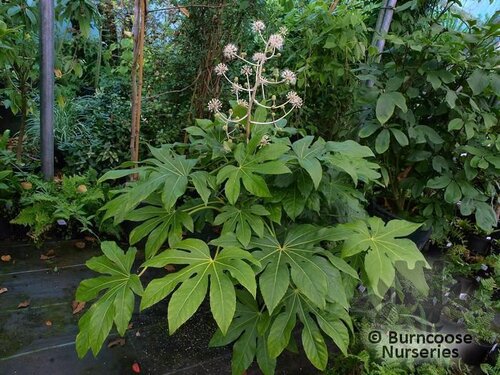 FATSIA   