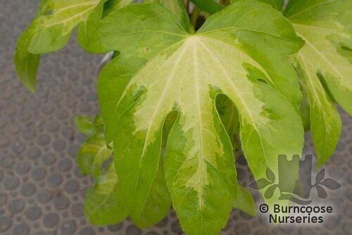 FATSIA japonica 'Camouflage' 