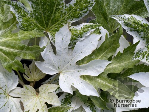 FATSIA japonica 'Spider's Web' 