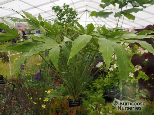 FATSIA polycarpa 'Green Fingers' 