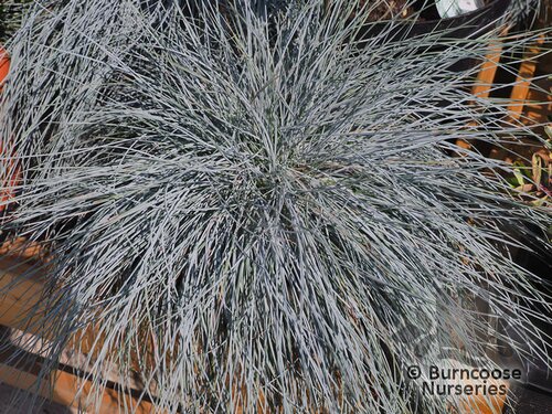 FESTUCA glauca 'Elijah Blue' 