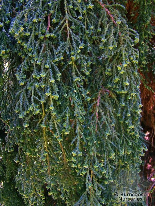 Fitzroya Cupressoides from Burncoose Nurseries