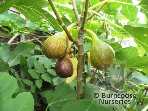 FICUS carica 'Brown Turkey' 