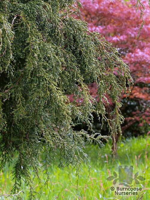 Fitzroya Cupressoides from Burncoose Nurseries