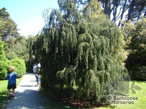 Fitzroya Cupressoides from Burncoose Nurseries