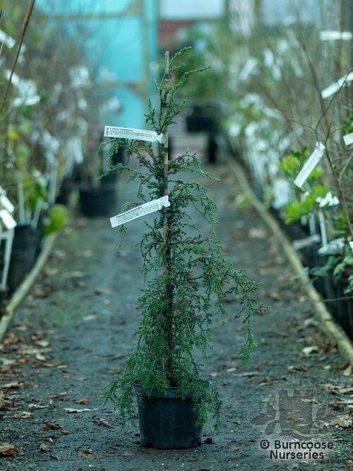 Fitzroya Cupressoides from Burncoose Nurseries