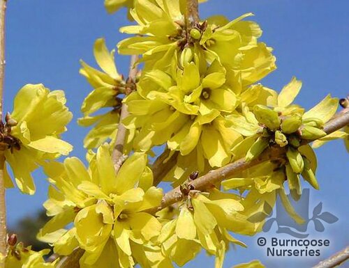 FORSYTHIA mandshurica  
