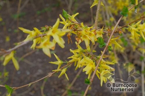FORSYTHIA suspensa  