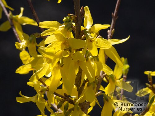 FORSYTHIA x intermedia 'Lynwood' 