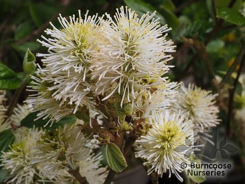 FOTHERGILLA gardenii 'Blue Mist' 