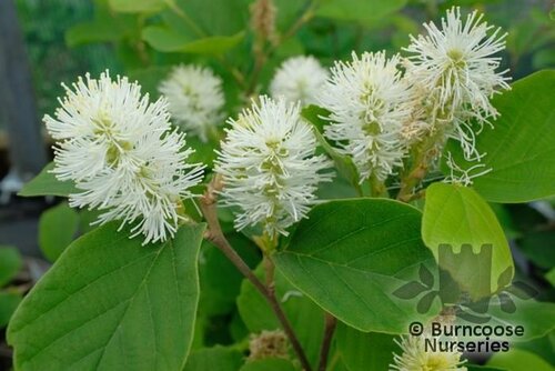FOTHERGILLA major  