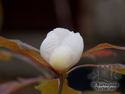 FRANKLINIA   