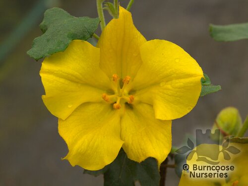 FREMONTODENDRON 'California Glory'  