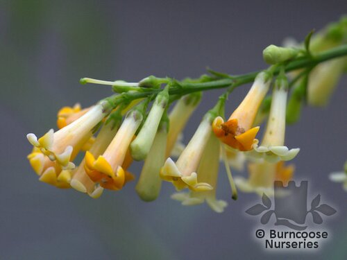 FREYLINIA lanceolata  