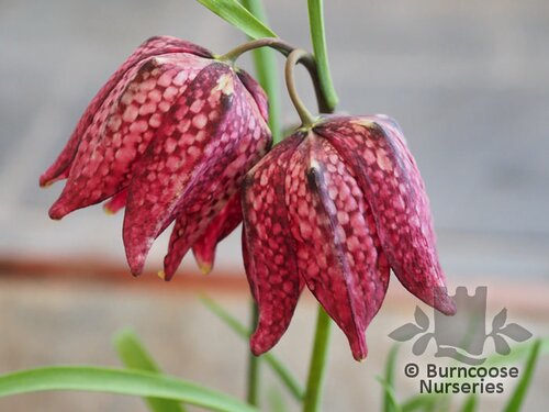 FRITILLARIA meleagris  