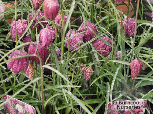 FRITILLARIA   