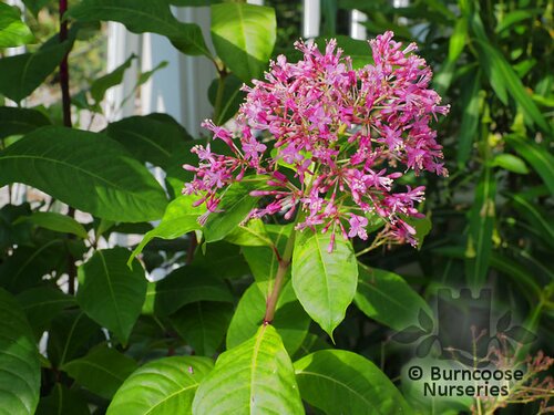 FUCHSIA arborescens  