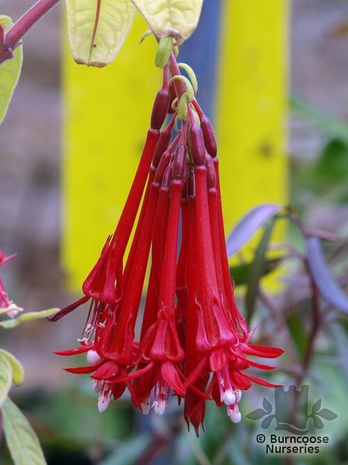 FUCHSIA boliviana  