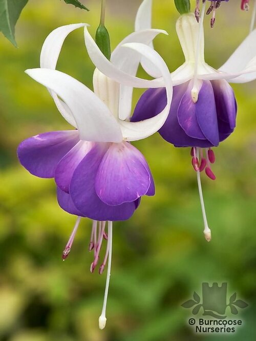 FUCHSIA 'Delta's Sara'  