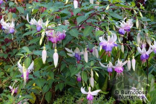 FUCHSIA   