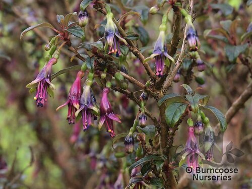 FUCHSIA excorticata  