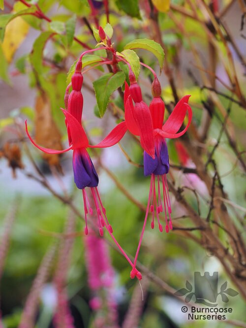 FUCHSIA 'Genii'  