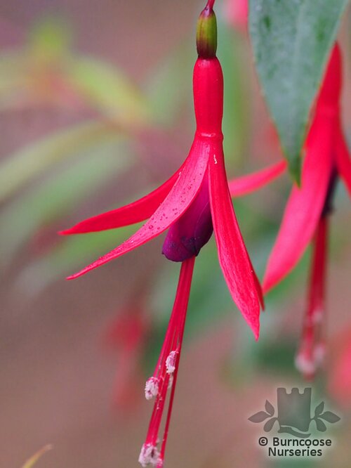 FUCHSIA hatschbachii  