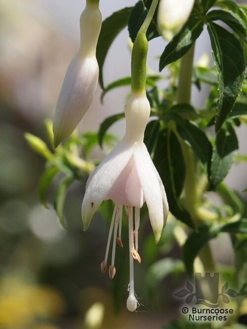 FUCHSIA 'Hawkshead'  