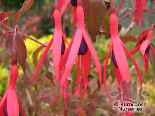 FUCHSIA magellanica  