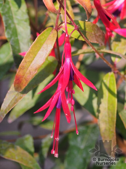 Fuchsia Magellanica from Burncoose Nurseries