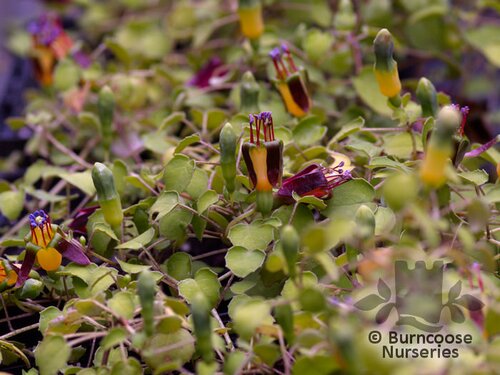 FUCHSIA procumbens  