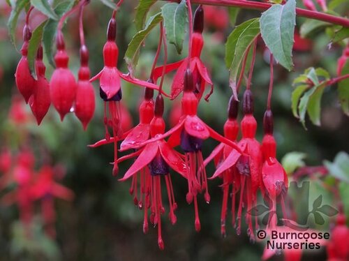 FUCHSIA 'Riccartonii'  