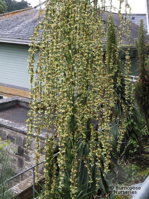 FURCRAEA   