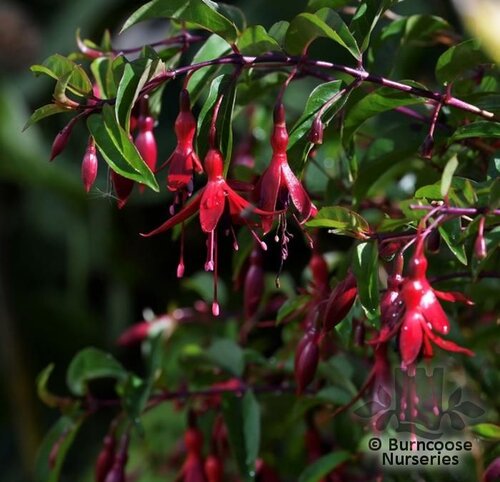 FUCHSIA 'Dying Embers'  
