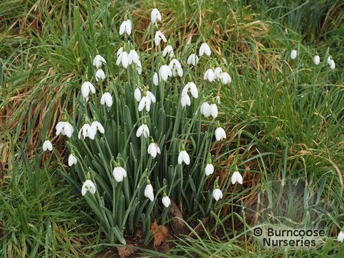 GALANTHUS   