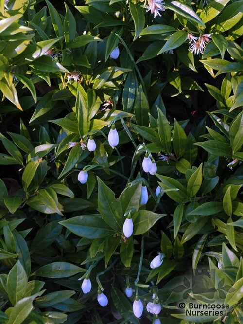 GALANTHUS nivalis  