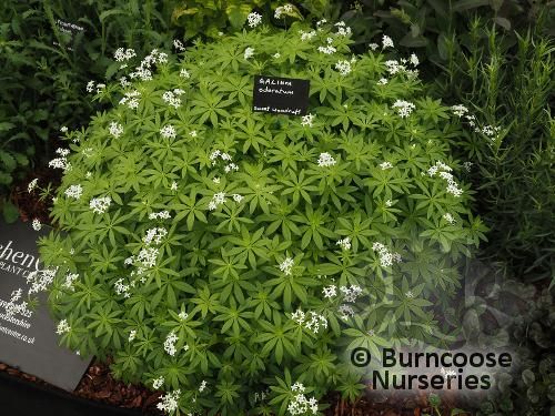 GALIUM odoratum  
