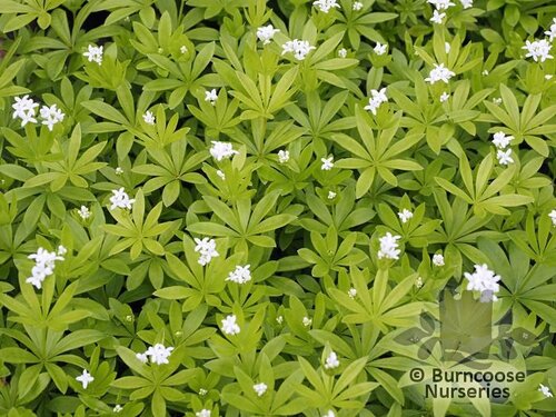 GALIUM   