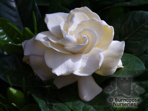 GARDENIA jasminoides  