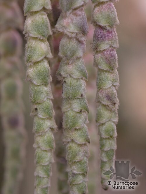 GARRYA elliptica  