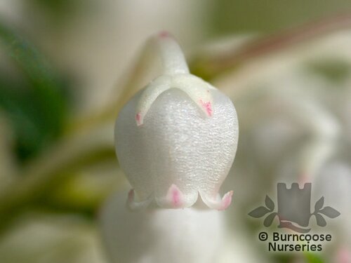 GAULTHERIA mucronata mascula 