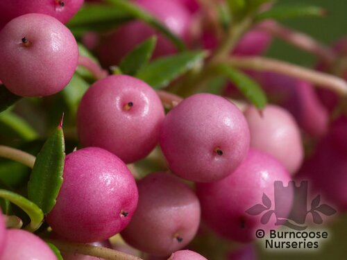 GAULTHERIA mucronata 'Crimsonia' 