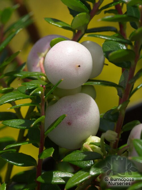 GAULTHERIA mucronata 'Snow White' 