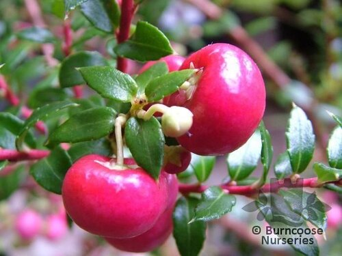 GAULTHERIA mucronata 'Signal' 