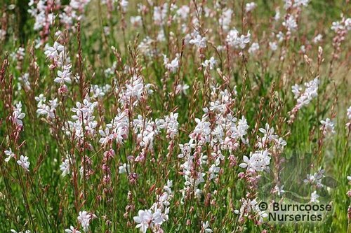 GAURA lindheimeri  