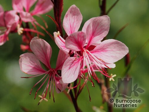 GAURA lindheimeri 'Passionate Blush' 